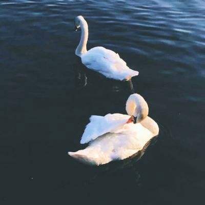 2023澳门资料大全正版下载手机版